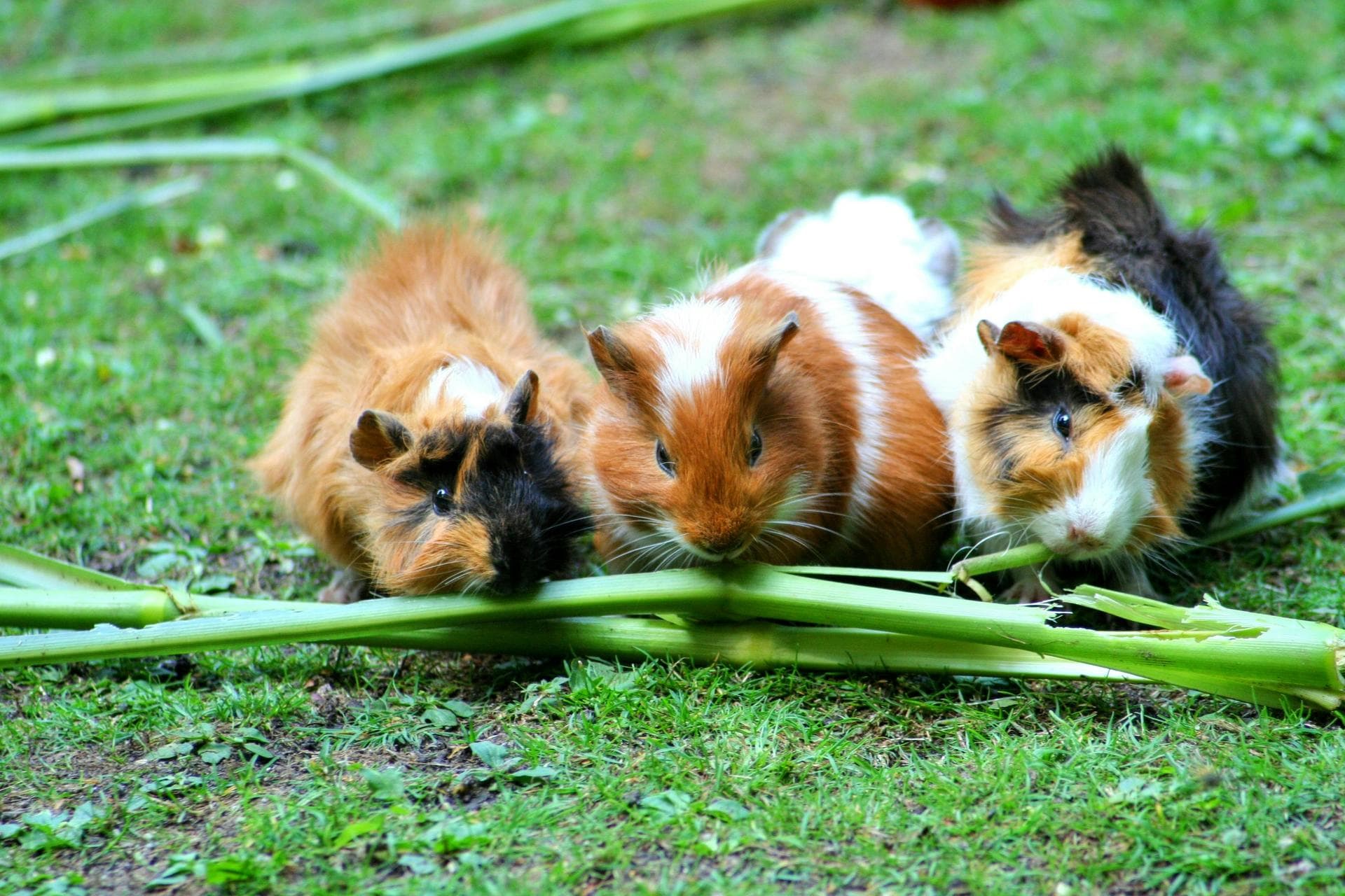 Follow-up Vet Appointment Prices in Birkenhead