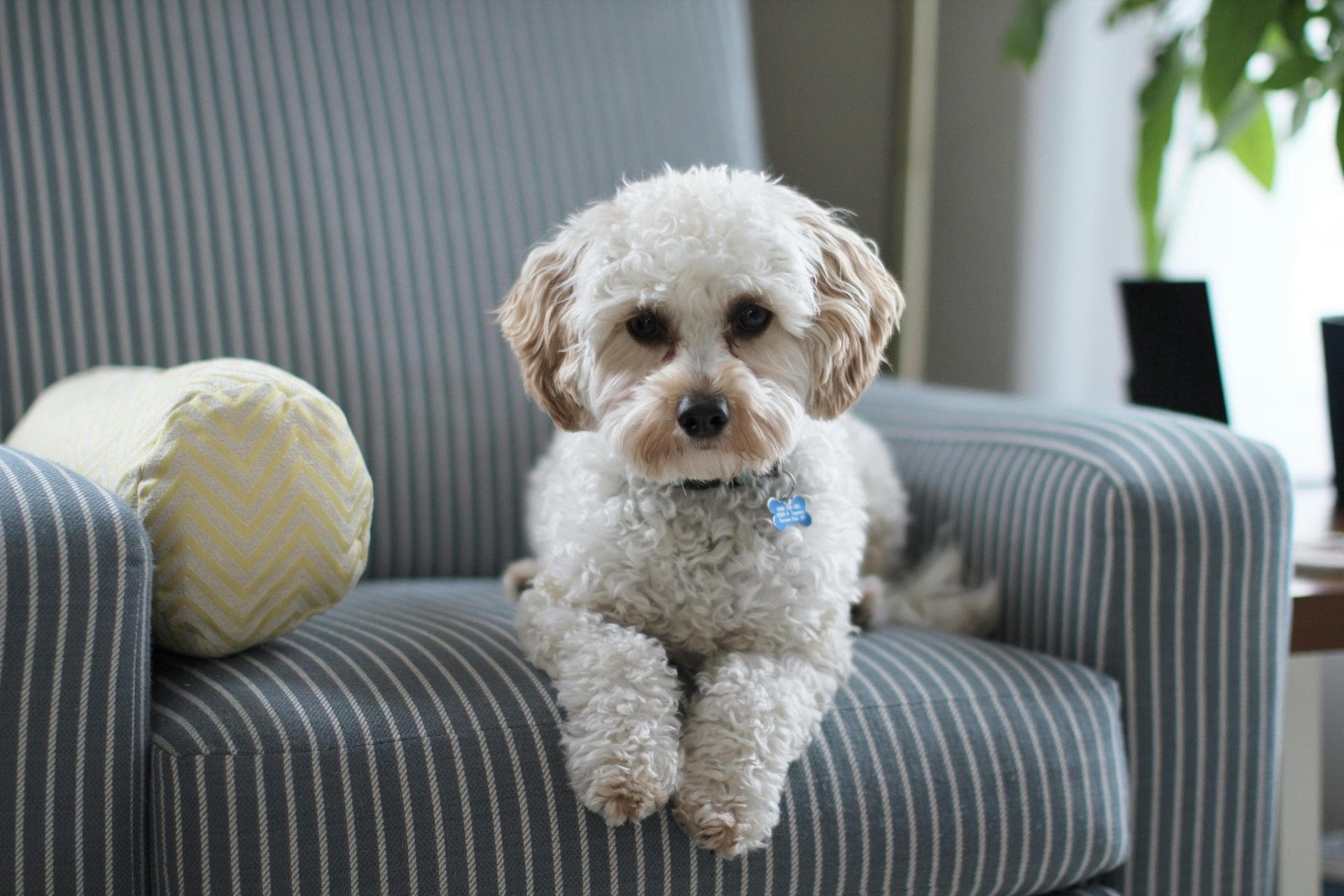 Dog Puppy Vaccinations Kennel Cough Prices in Birkenhead