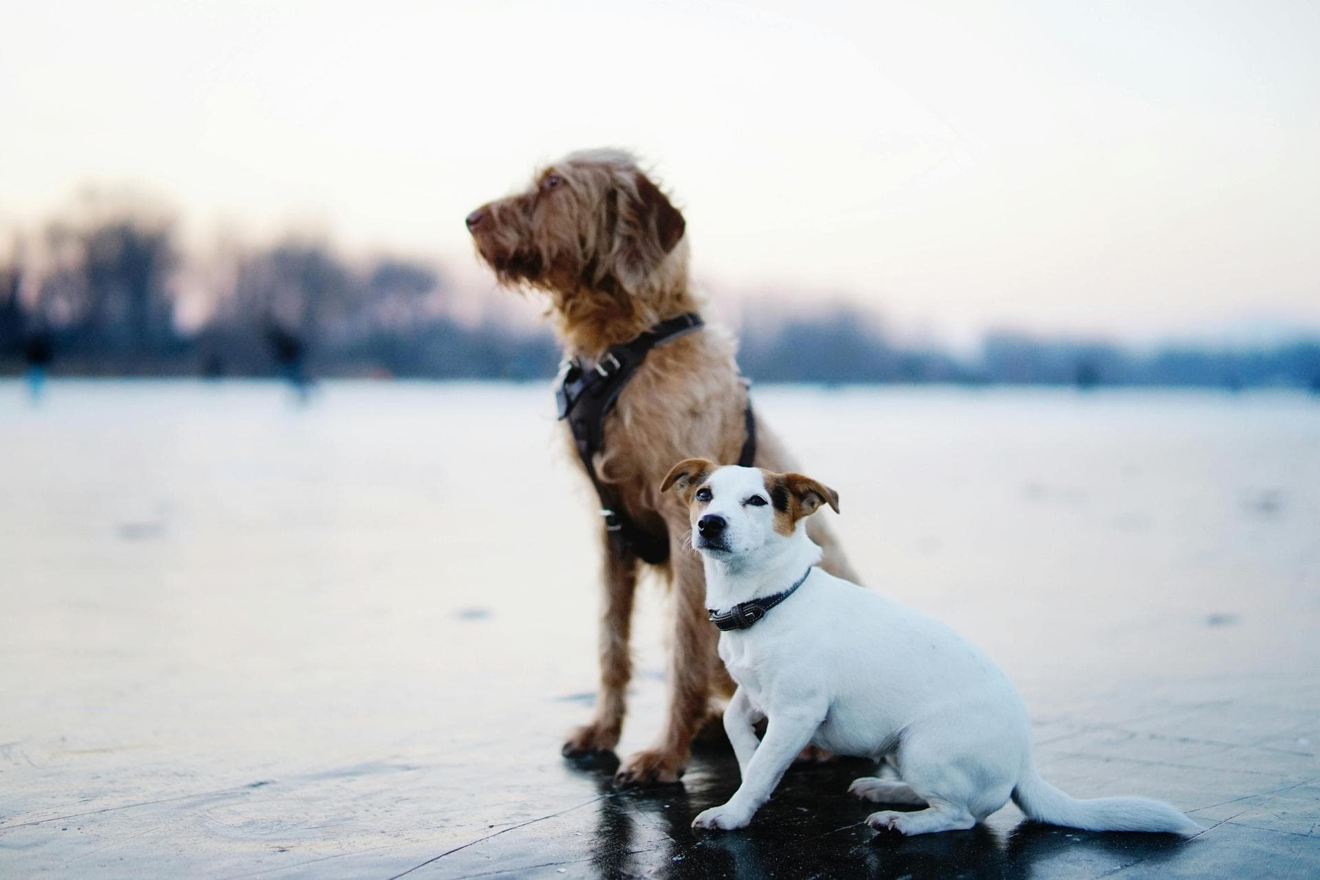 Best Vets in Birkenhead