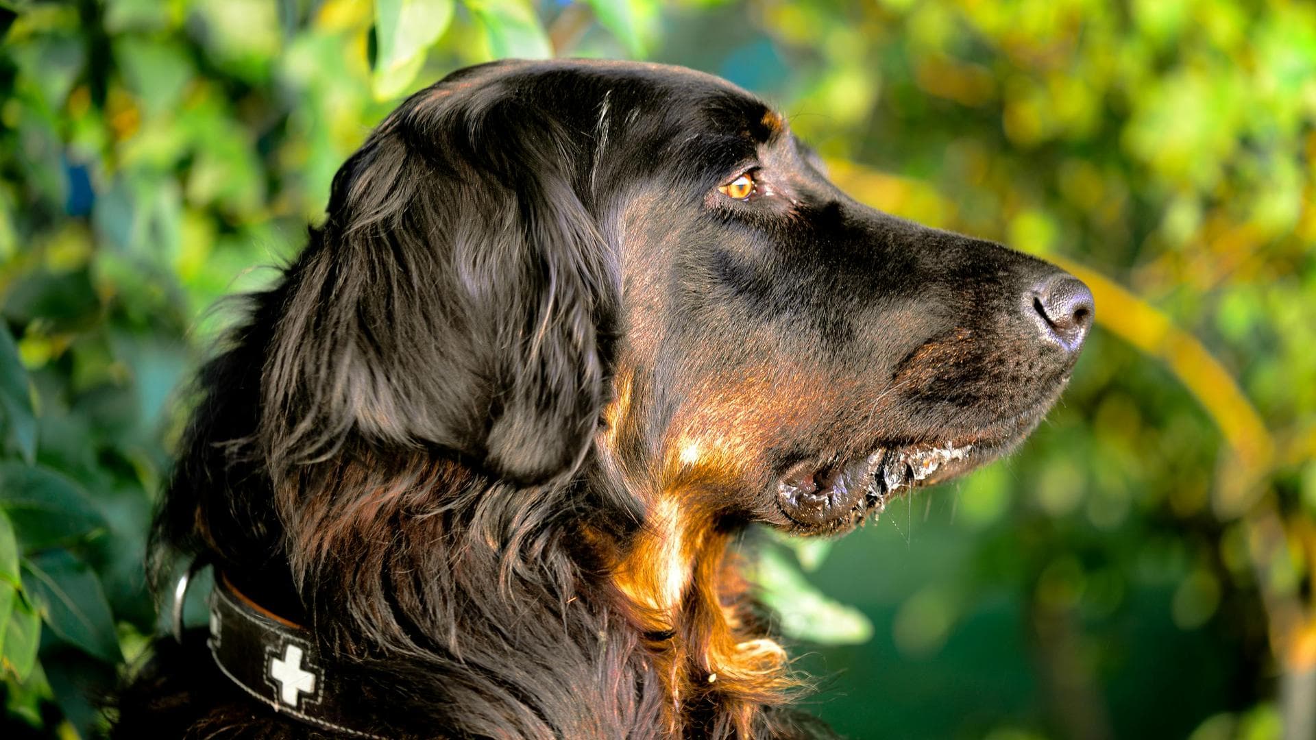 Best Vets in Birkenhead
