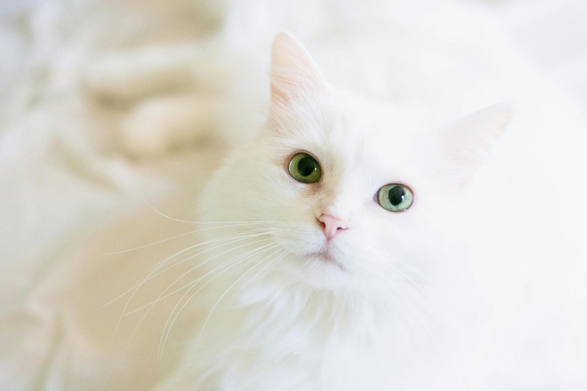 Dog & Cat Vets in Birkenhead